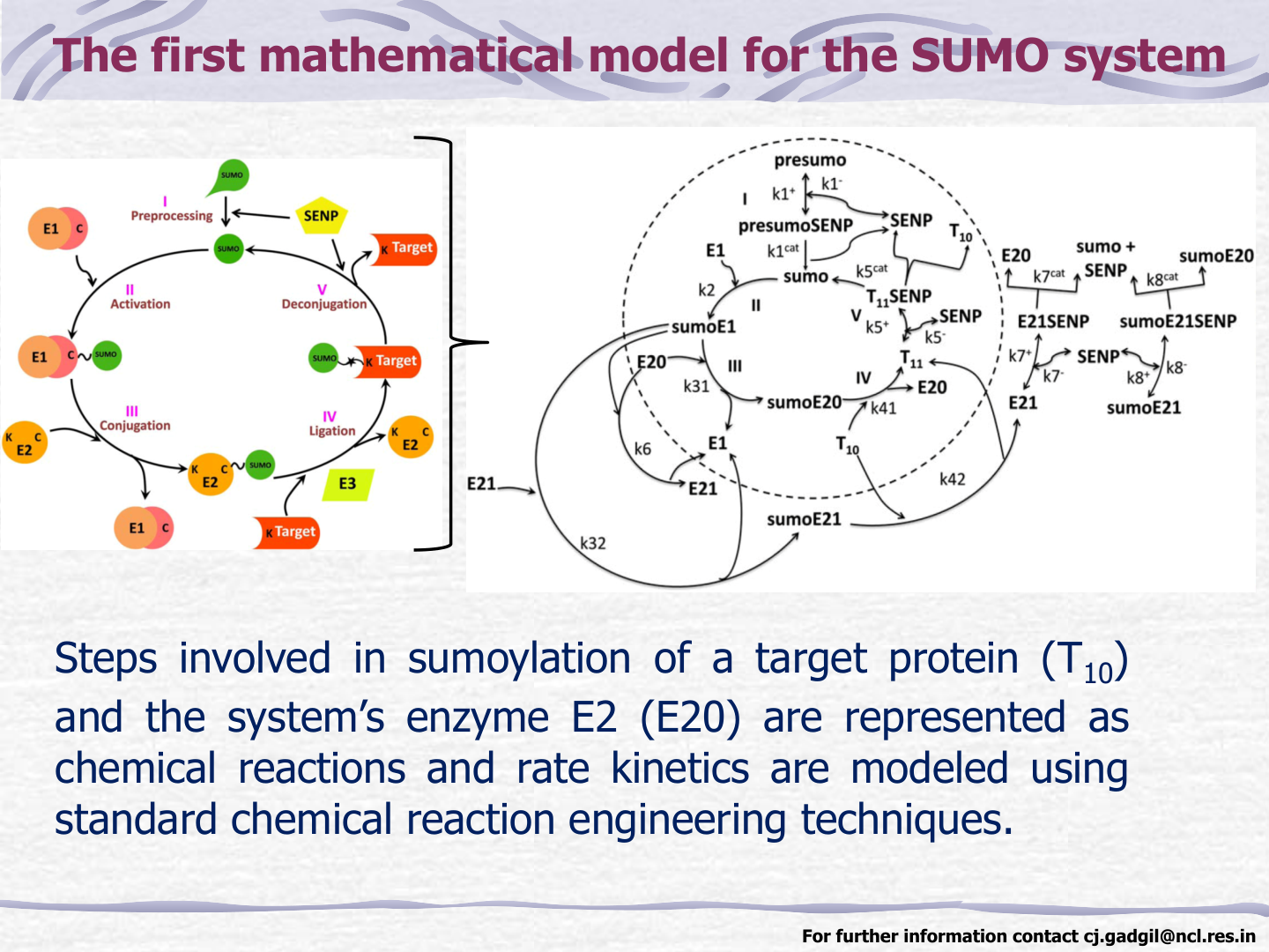 Reaction network of the SUMO conjugation system modeled in the paper, showing SUMO preprocessing by SENP, E1-mediated activation, E2-mediated conjugation and ligation, autosumoylation of E2, and SENP-mediated deconjugation.